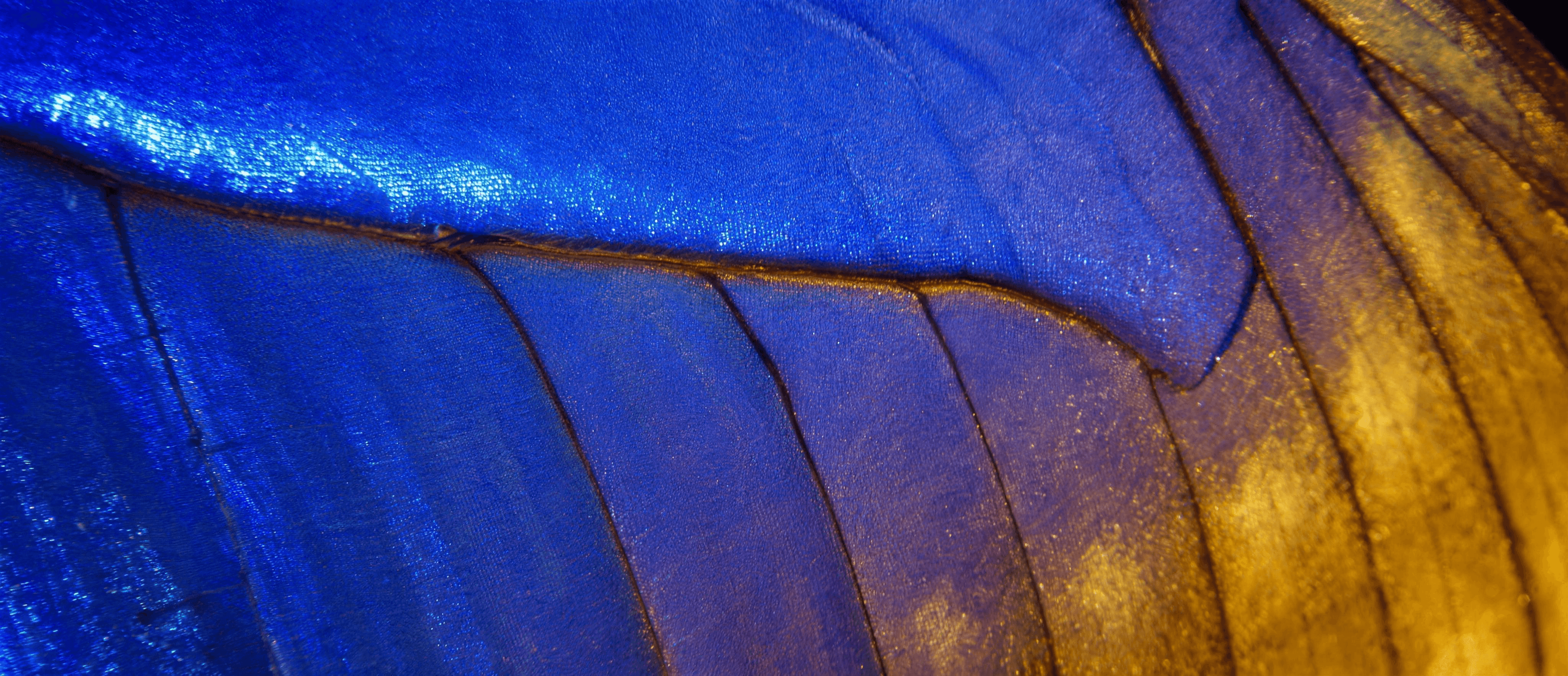 Iridescent blue morpho butterfly wing scales in perfect rows