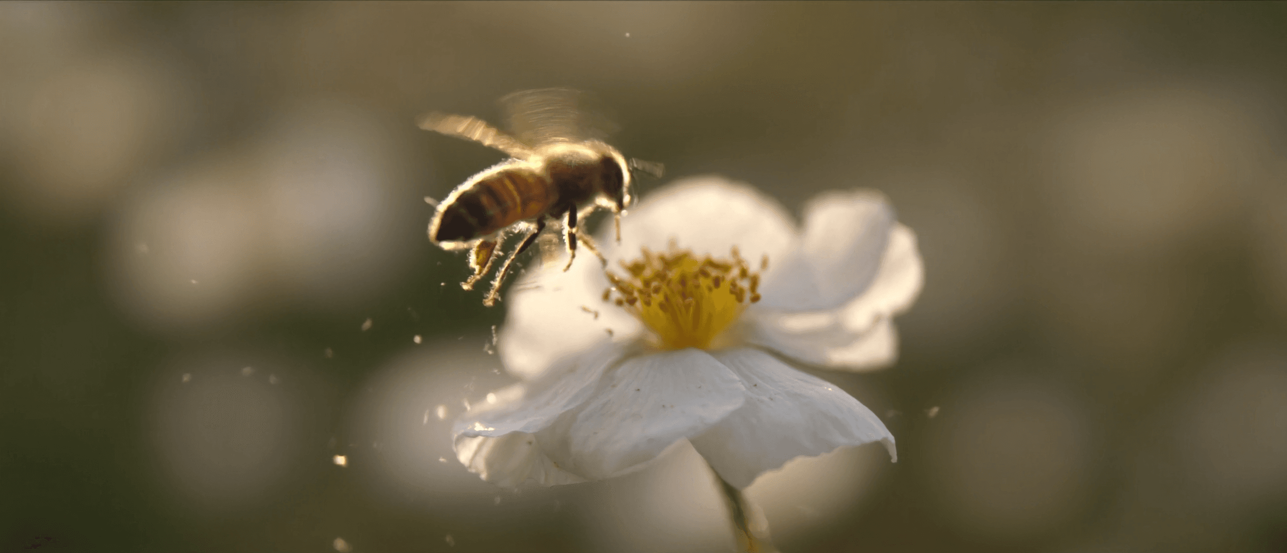 A honeybee landing on a white ranunculus in golden light